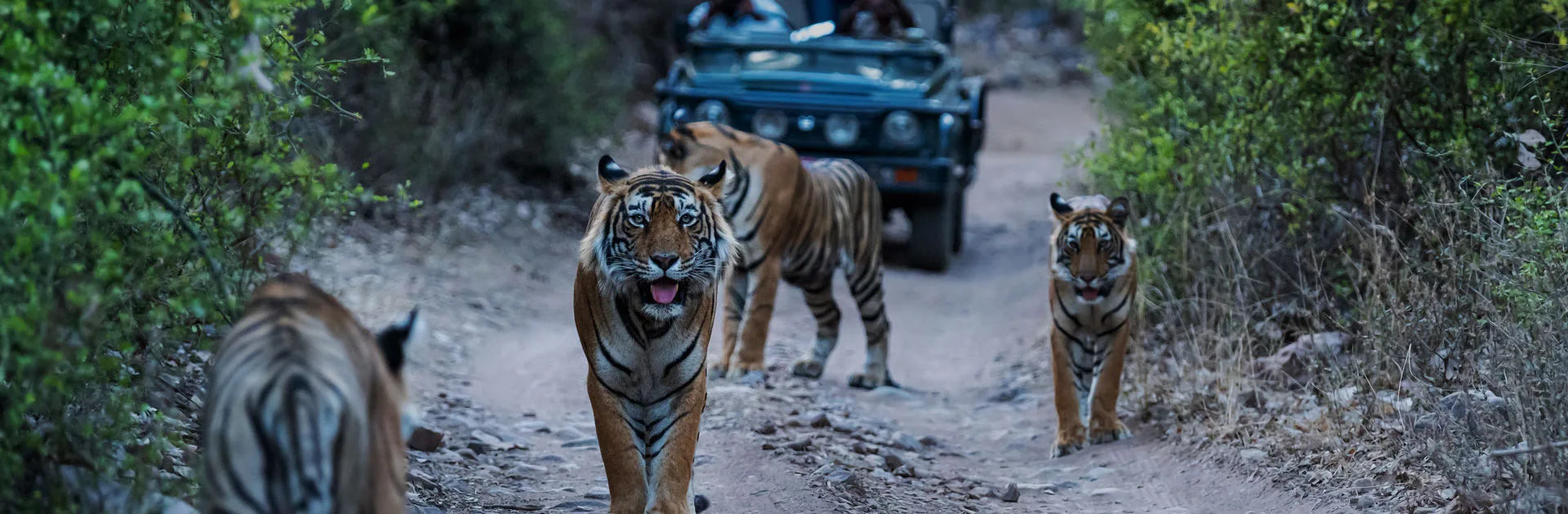 IN Taj Mahal y Tigres 10 días 4