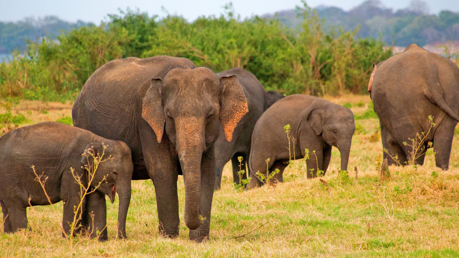 Sri Lanka