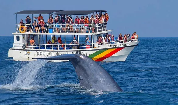 Avistamiento de Ballenas en Mirissa