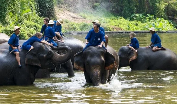 Chiang Mai Elefantes