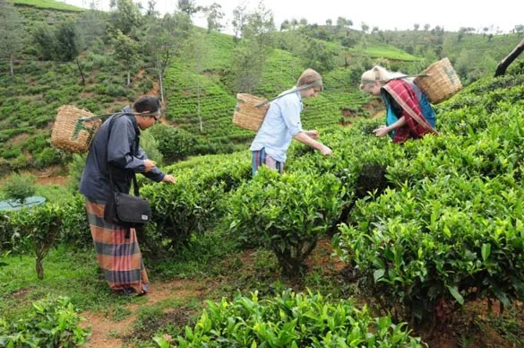 Recolecta de té en Kegalle