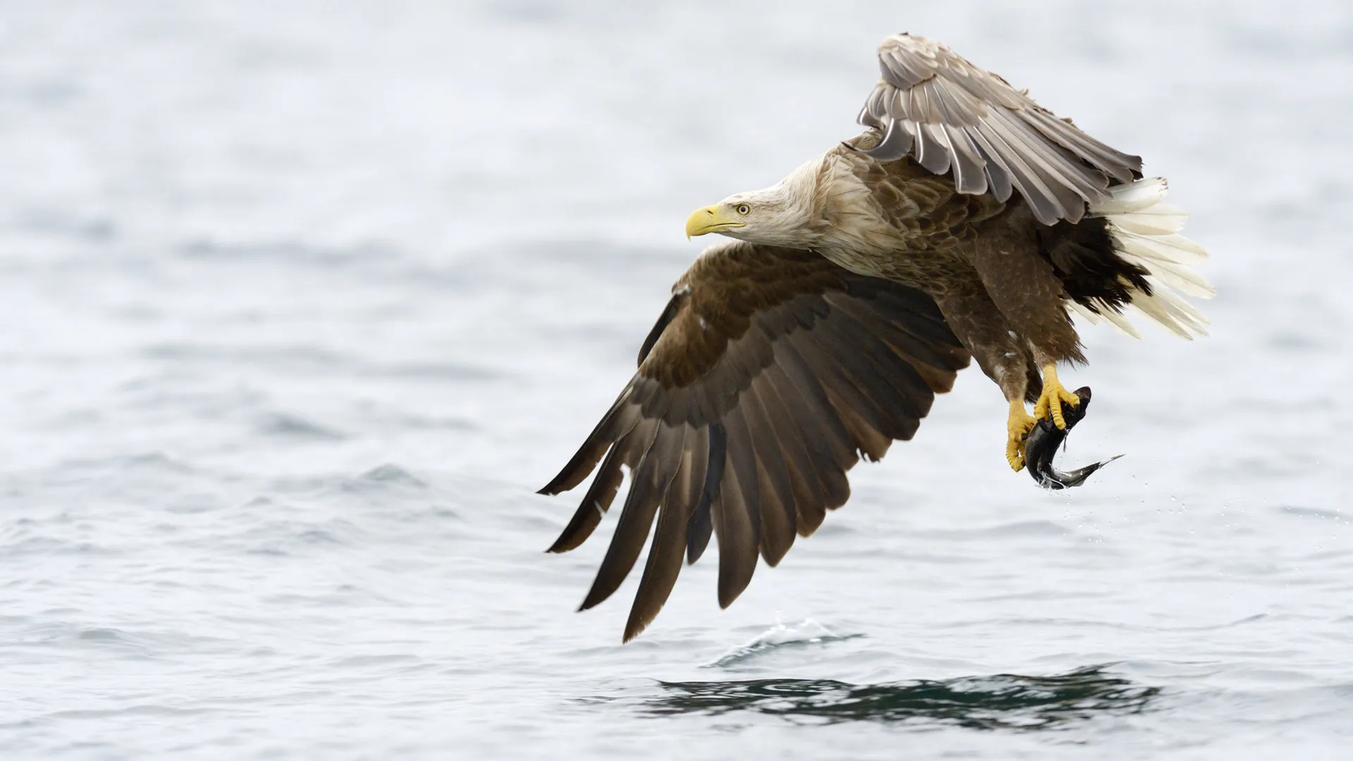 Aguila