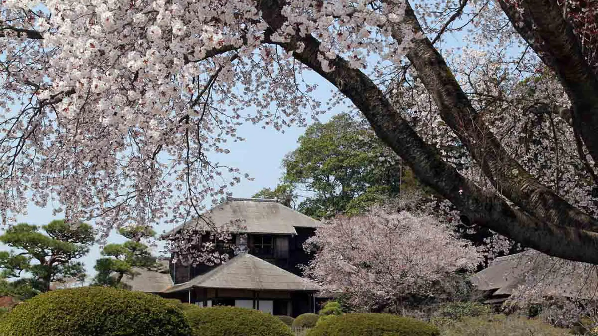 Contemplar la floración de los cerezos en Mito Kairakuen, Japón