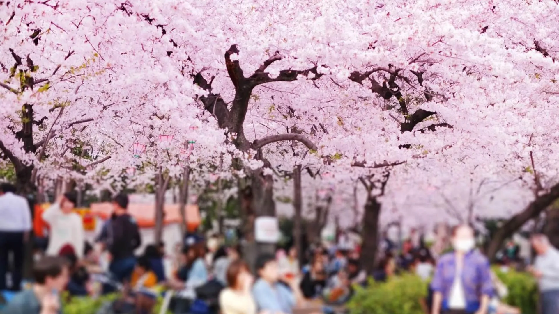 Parque de Maruyama, atracción en Kioto