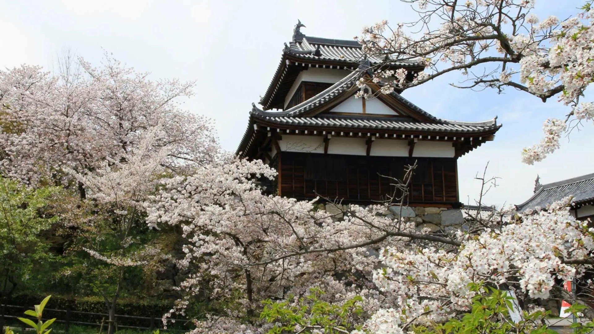Observar la floración de los cerezos en Castillo Koriyama, Osaka de Japón