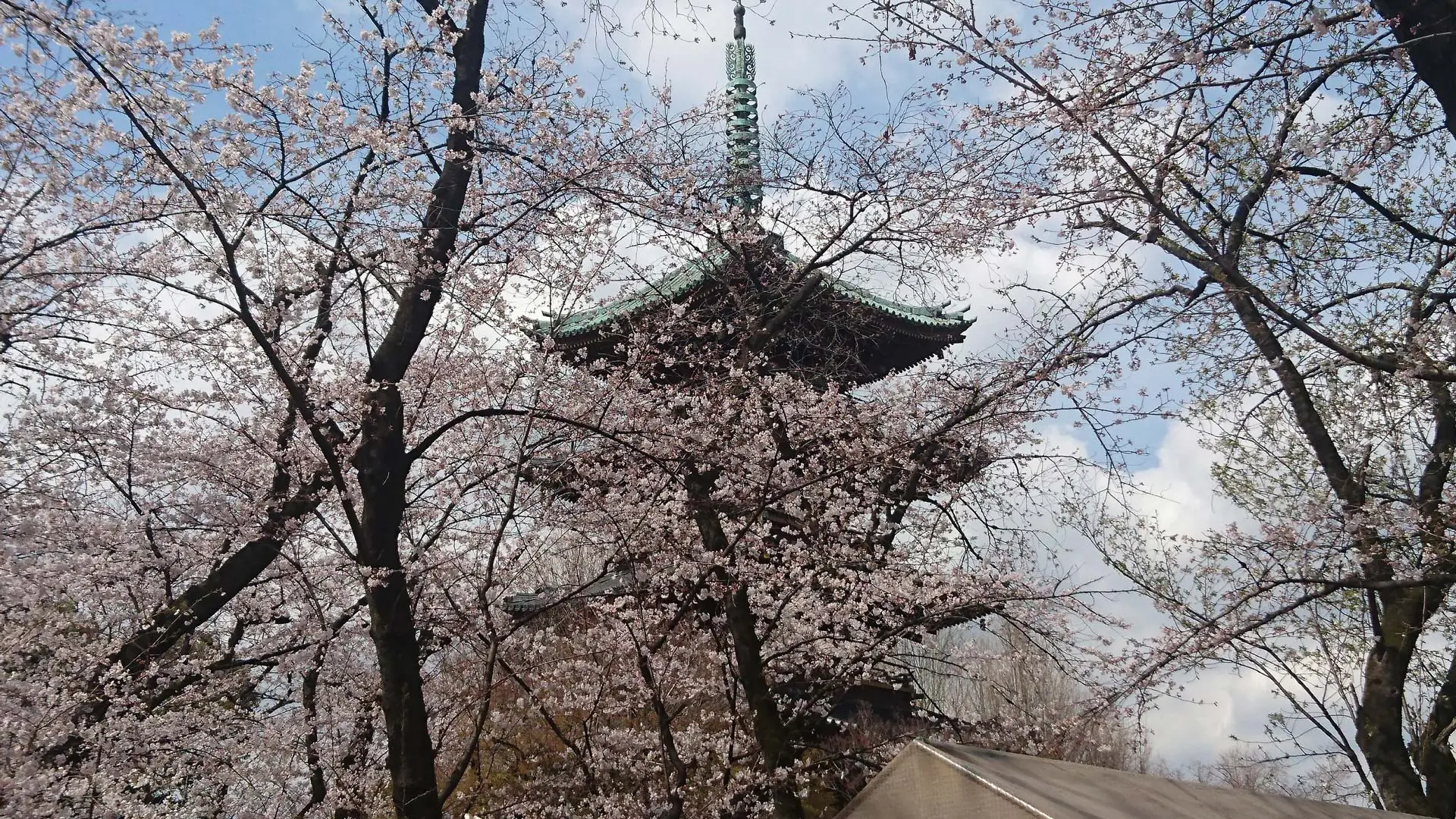 La floración de los cerezos en el parque Ueno es uno de los lugares más lindo en donde dsifrutar el sakura