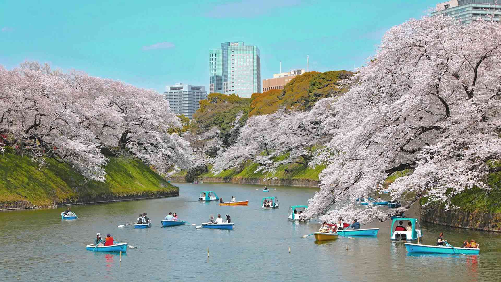 Floración de los cerezos en Campo Chidorigafuchi, Tokio