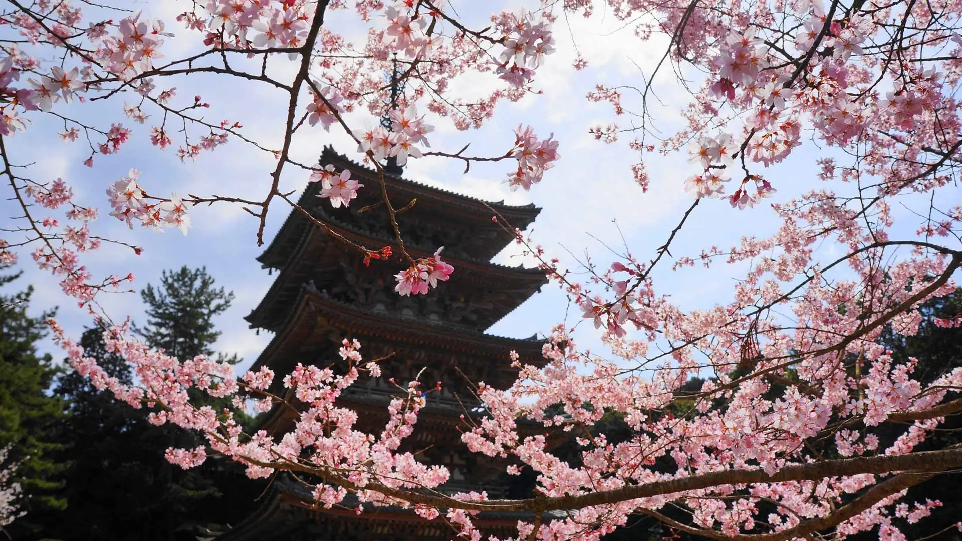 No puede faltar el Templo Daigoji o templo de las flores en tu viaje a Japón organizado