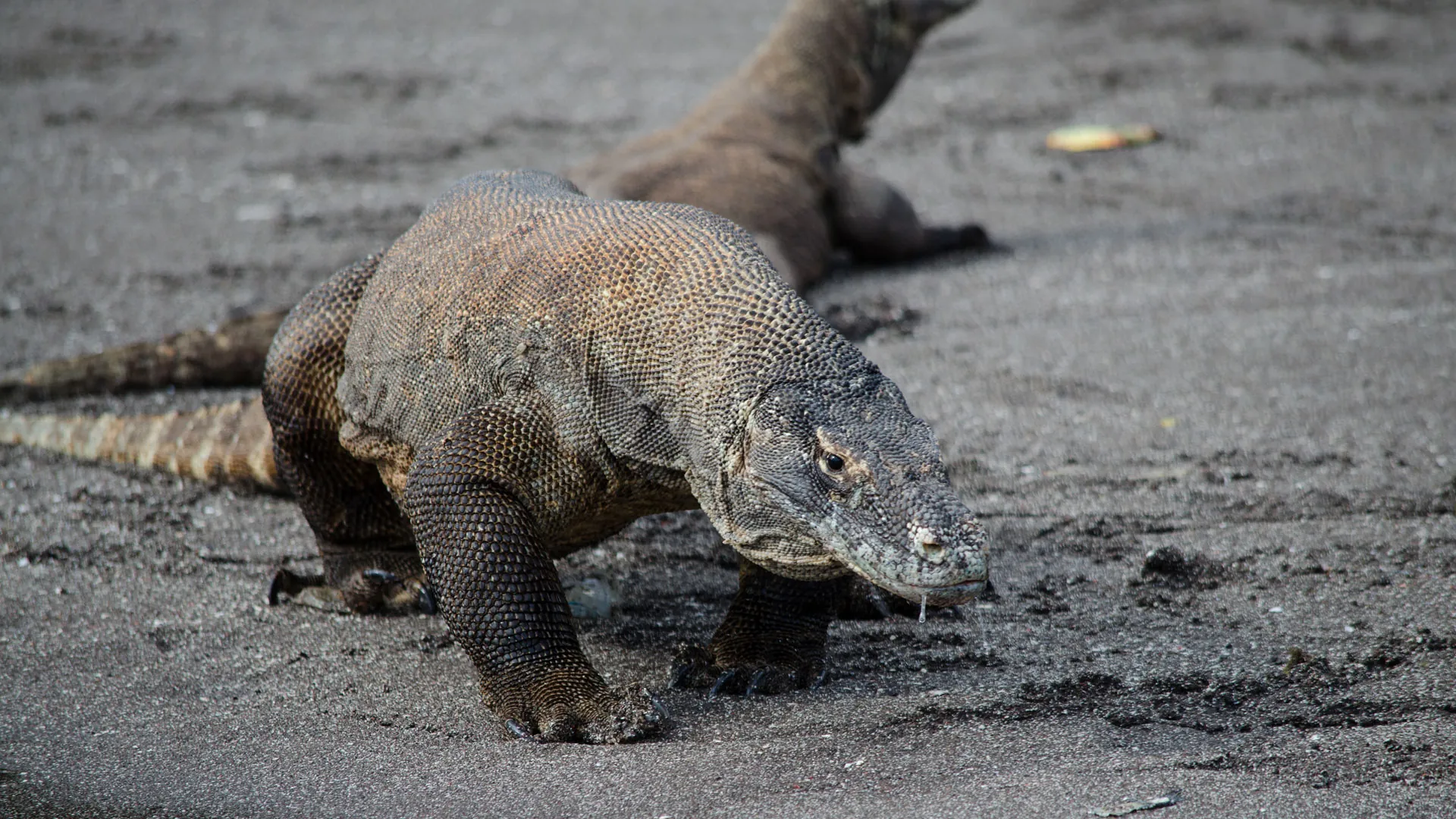Dragón de Komodo