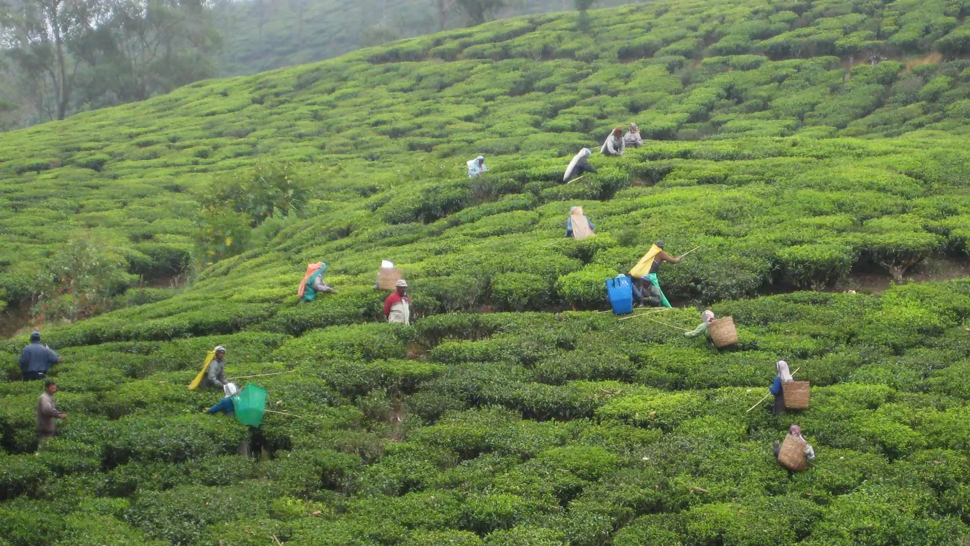 Visitar Nuwara Eliya en Sri Lanka