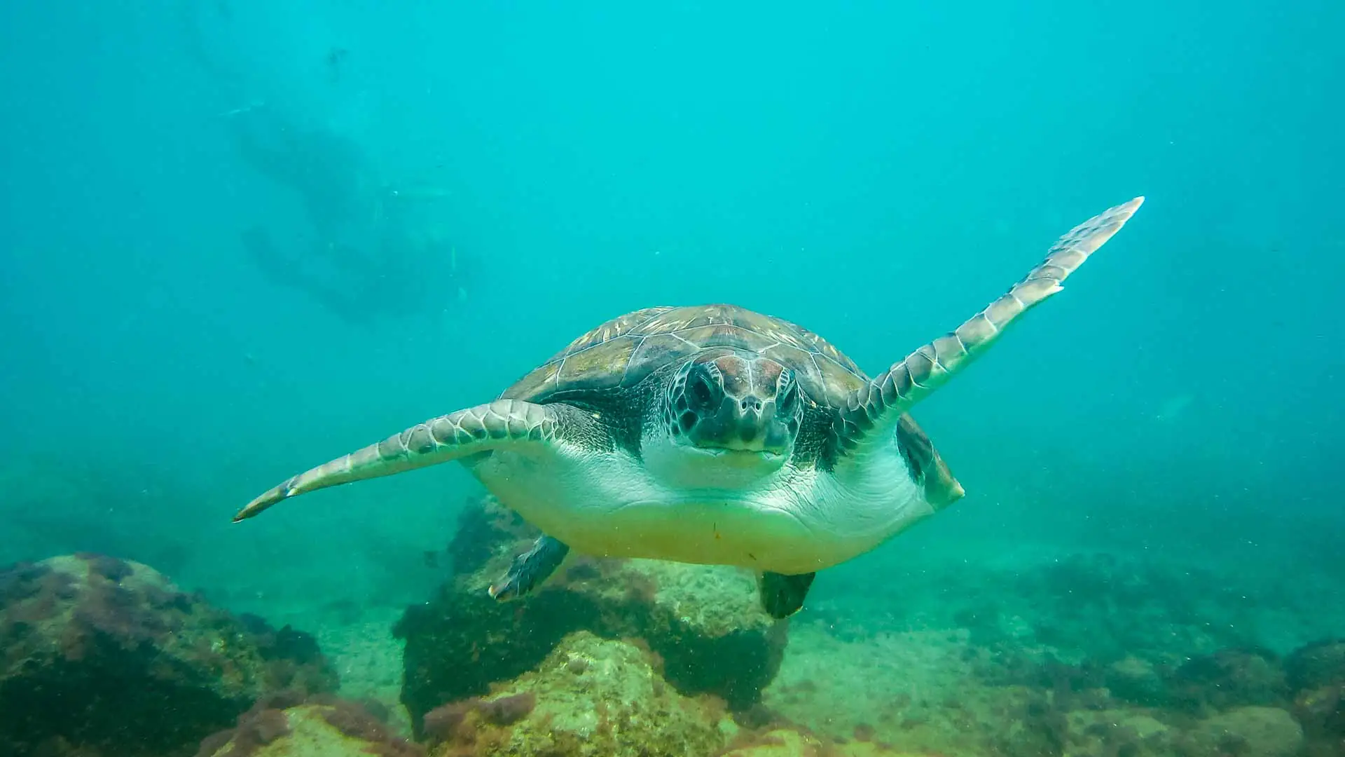 La playa de Hikkaduwa: un entorno perfecto para el buceo