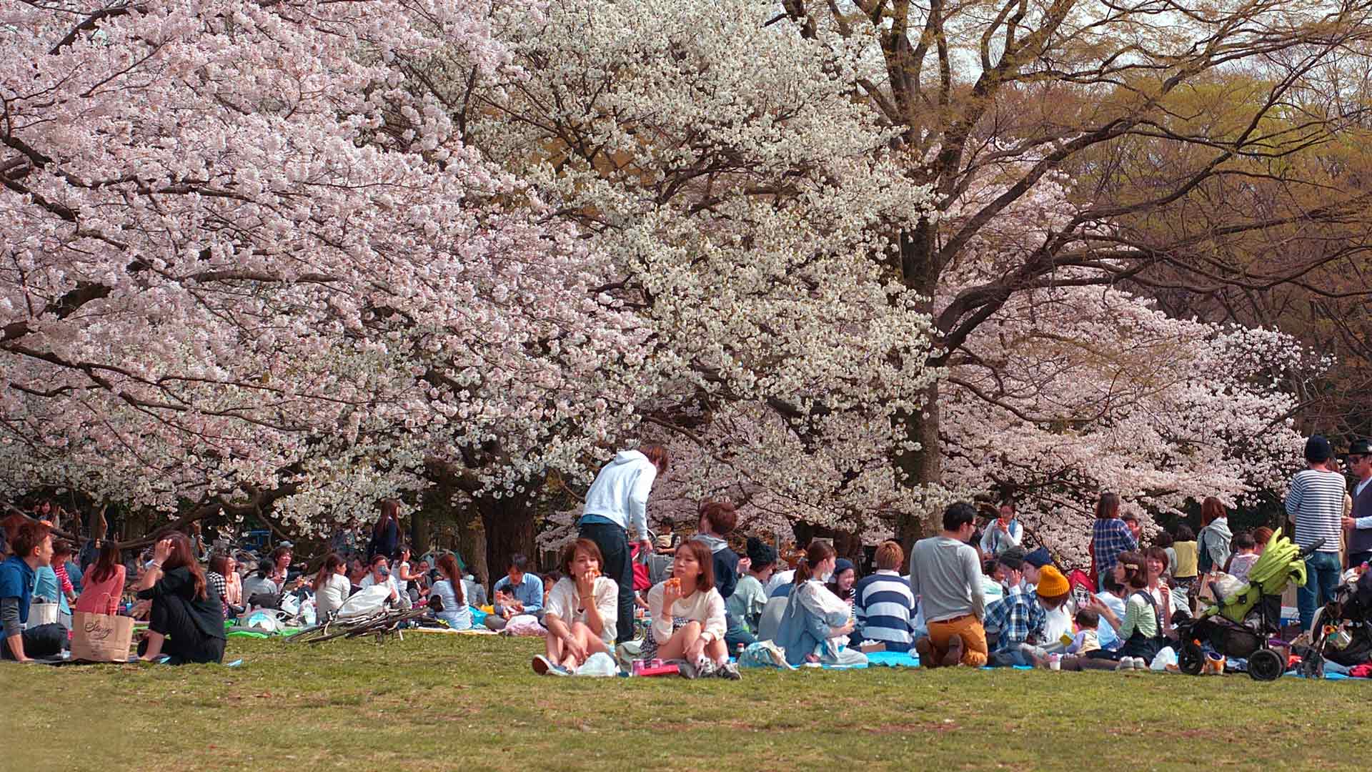 Sgnificado de sakura matsuri