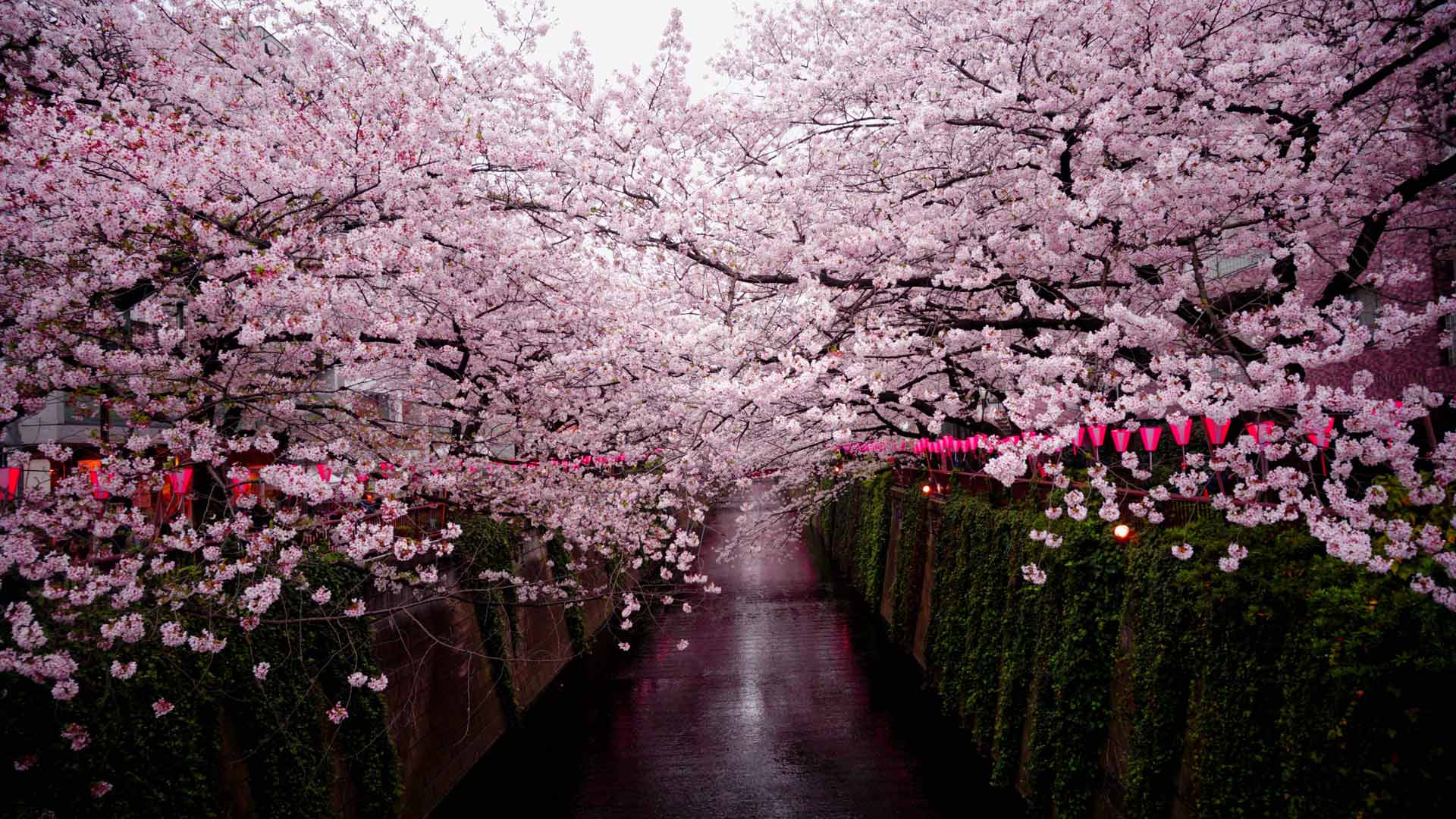 Sakura Matsuri