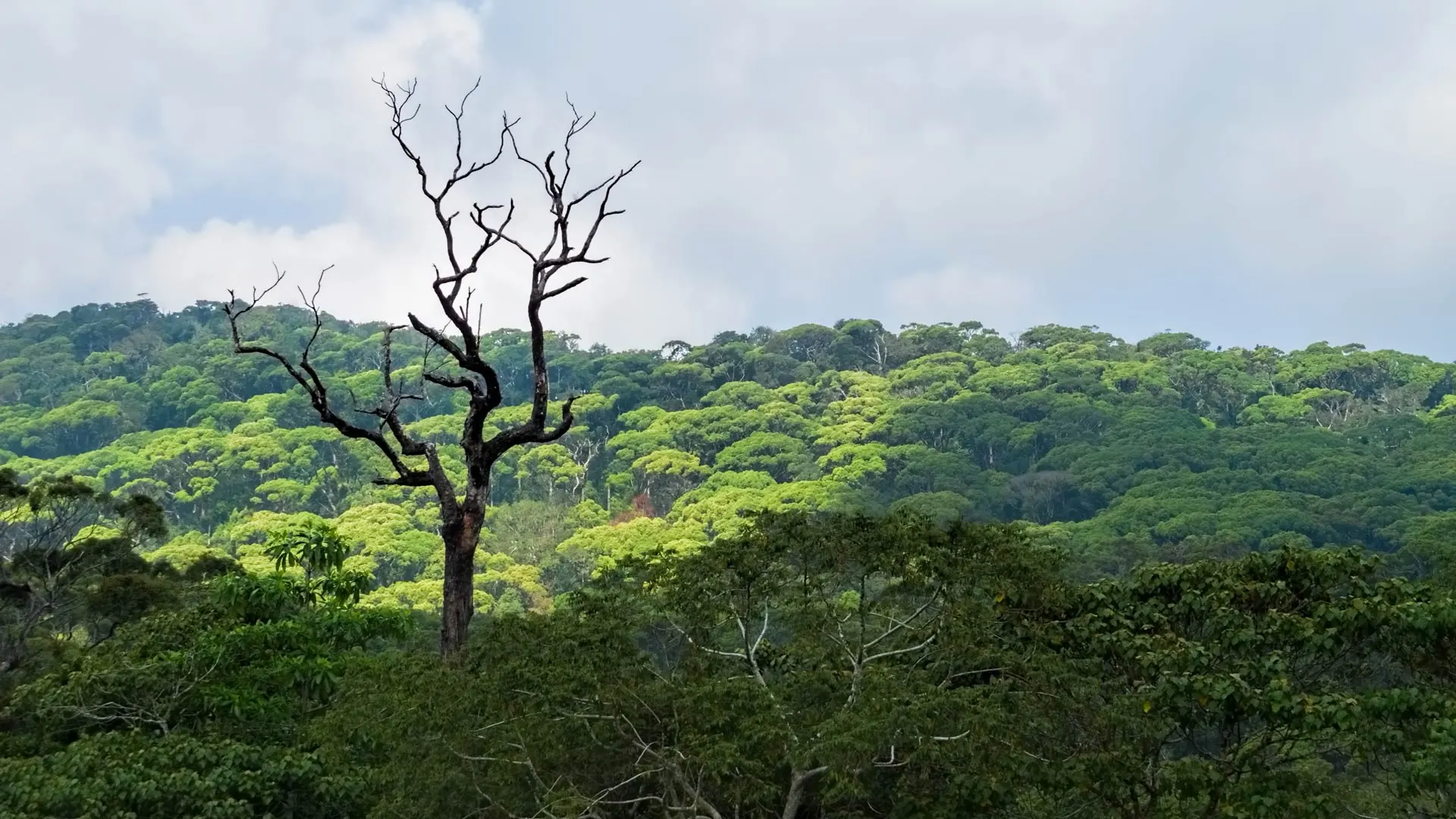 Reserva Forestal de Sinharaja