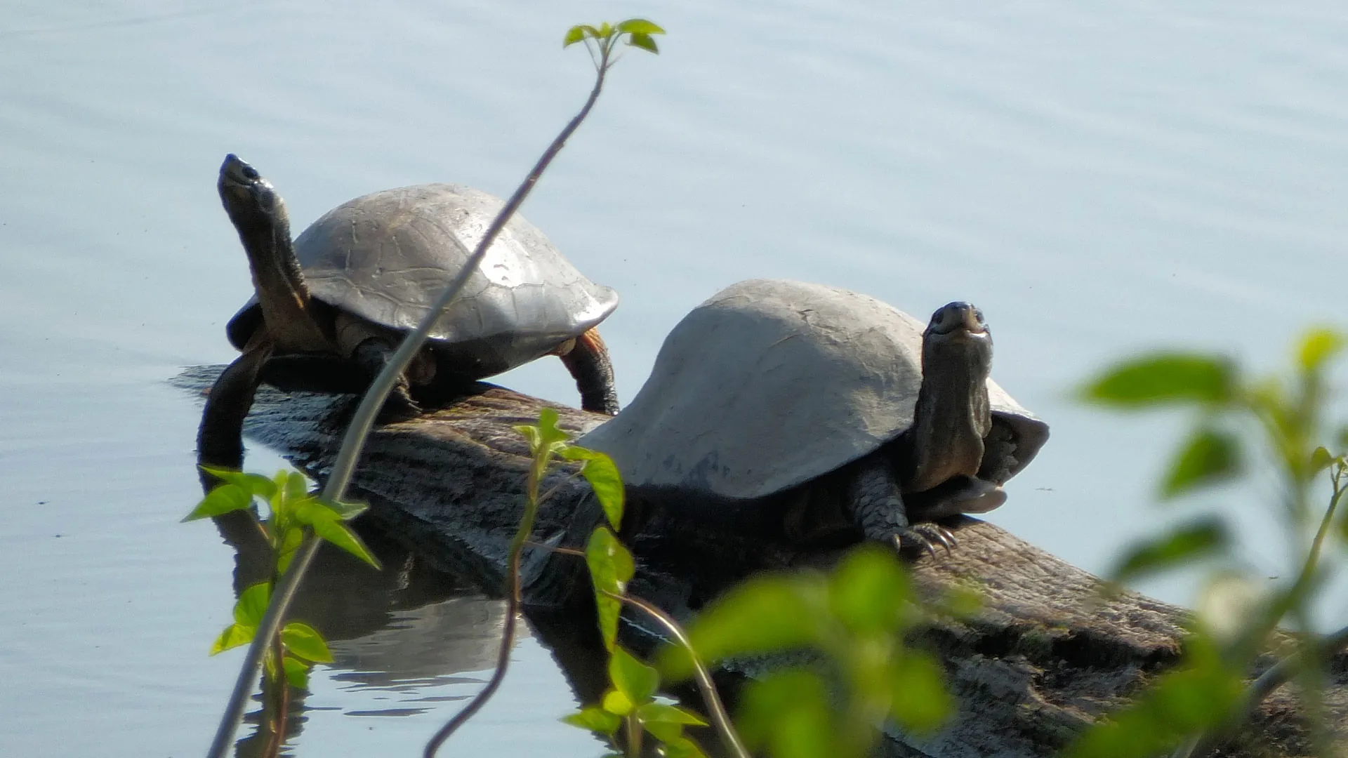 tortuga en Chitwan