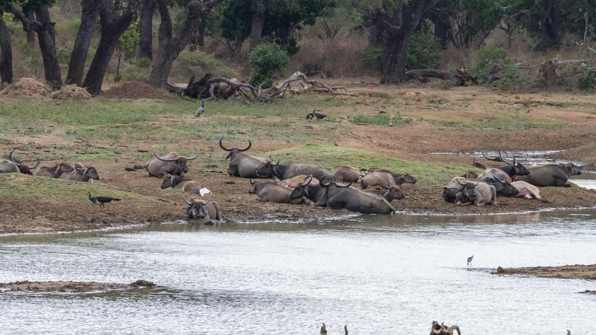 Vive la naturaleza de Sri Lanka