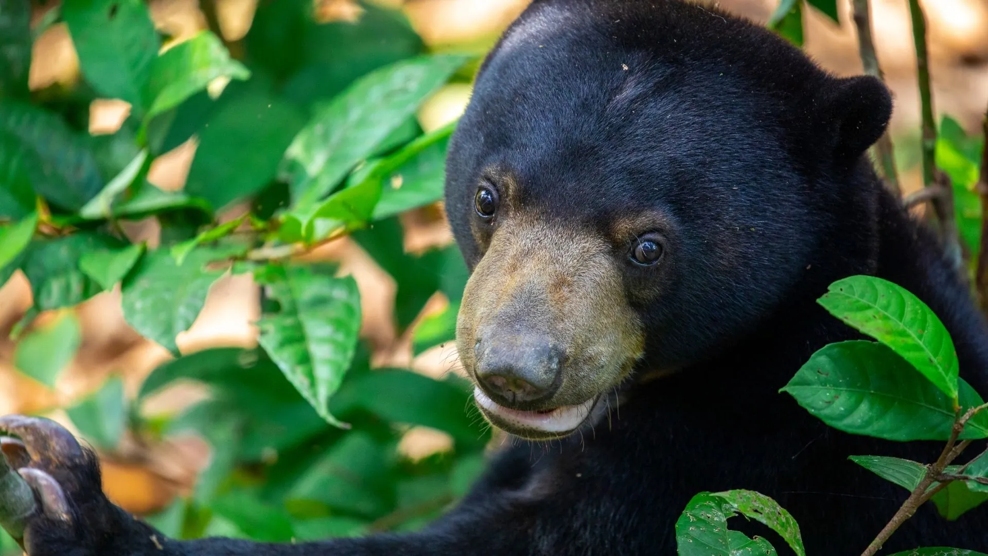 La fauna de Malasia