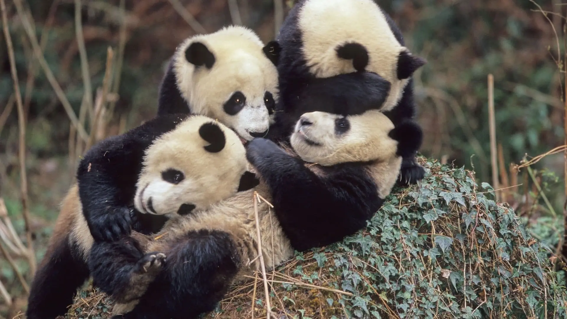 En tu próximo viaje a Chna no puedes dejar de ir a reserva de osos panda de Wolong