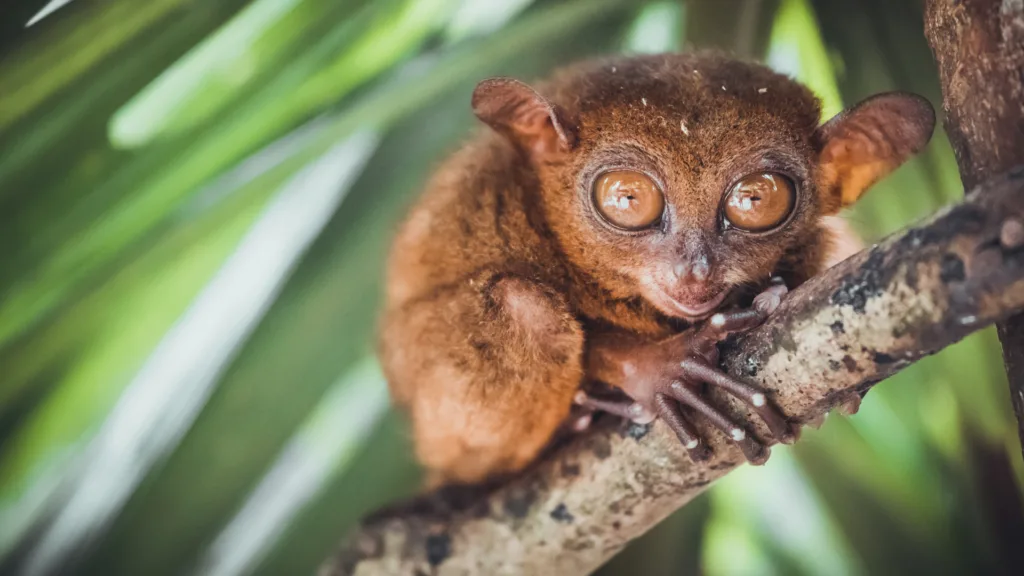 Los Tarsiers, Bohol — Lo Mejor De Filipinas
