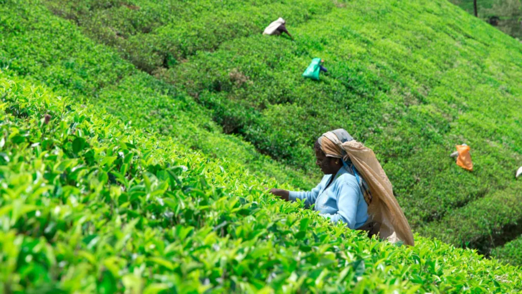 Plantación de Té, Nuwara Eliya — Gran Tour de Sri Lanka