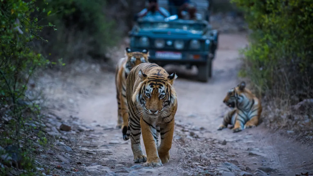 Parque Nacional de Bandhavgarh — India Parques Naturales