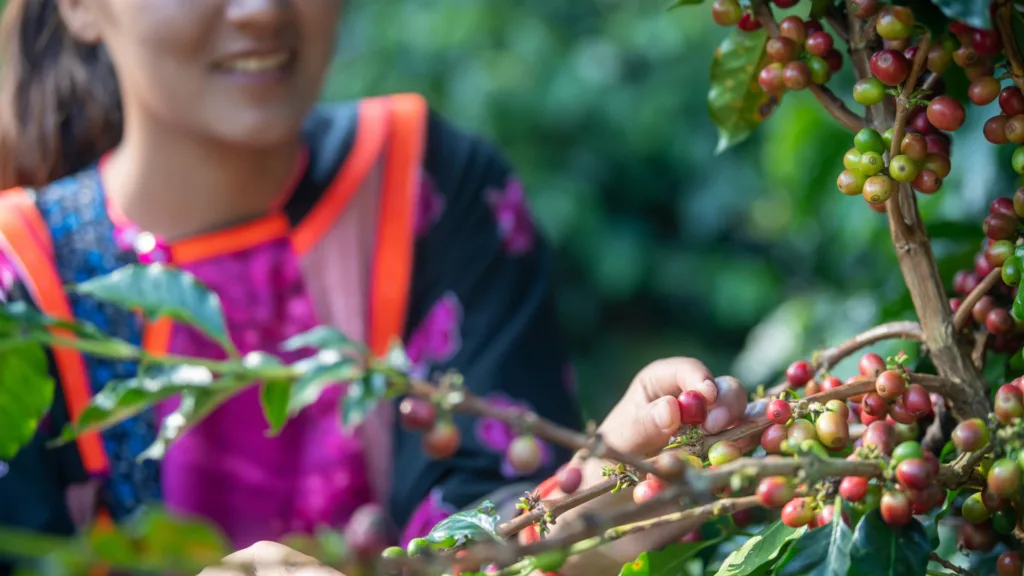 Plantaciónde Café, Meseta de Bolaven — Gran Tour de Laos