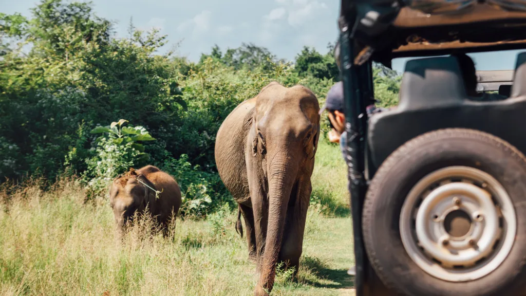 Safari en Udawalawe — Gran Tour de Sri Lanka