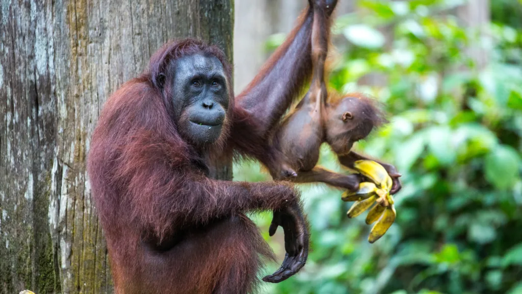 Centro de Rehabilitación de Orangutanes de Sepilok — El Corazón de Malasia y Borneo