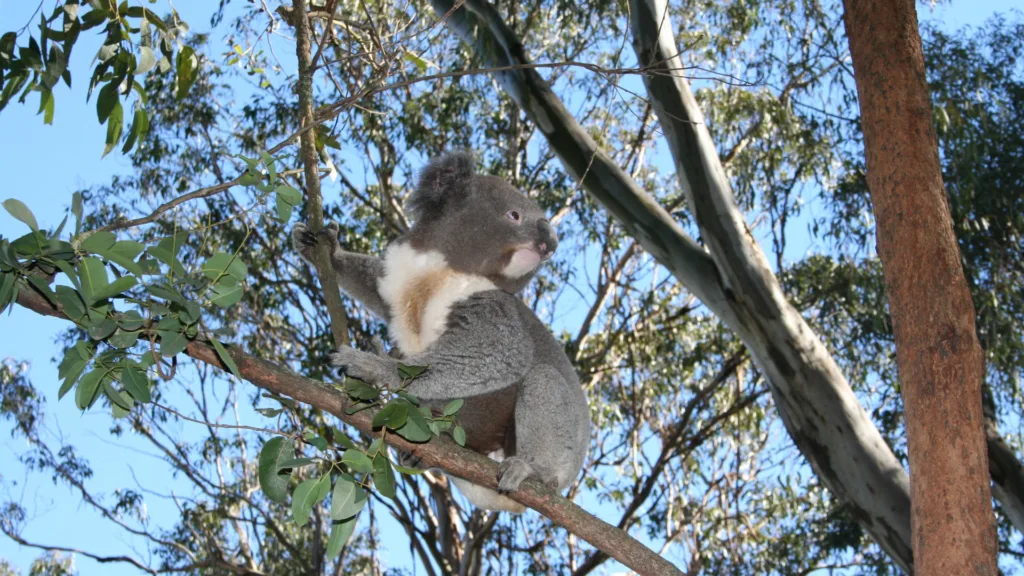 Featherdale Wildlife Park — Paisajes de Australia