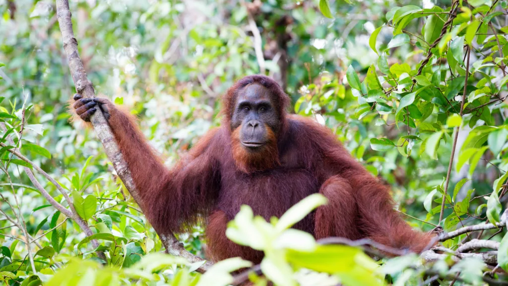Centro de Rehabilitación de Orangutanes de Semenggoh, Kuching — Malasia al Completo