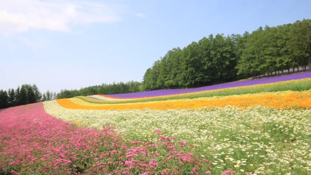 SAPPORO – BIEI – FURANO – SAPPORO — Japón Rascacielos y Tatamis con Hokkaido