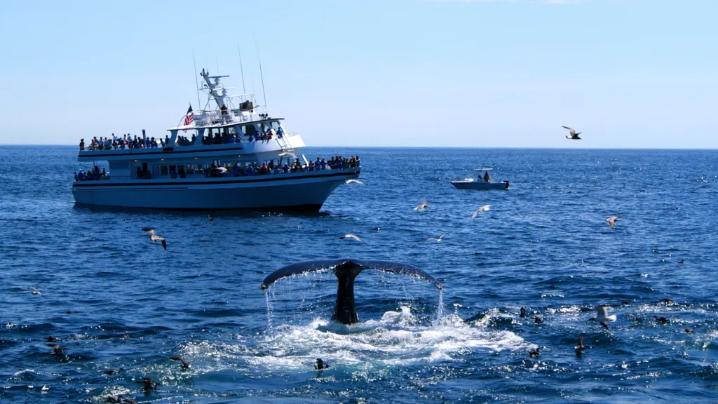 Avisamiento de Ballenas — Nueva Zelanda al Completo
