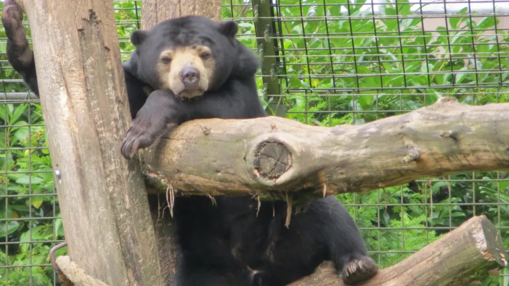 Centro de Conservación del Oso Malayo, Sepilok — Malasia al Completo
