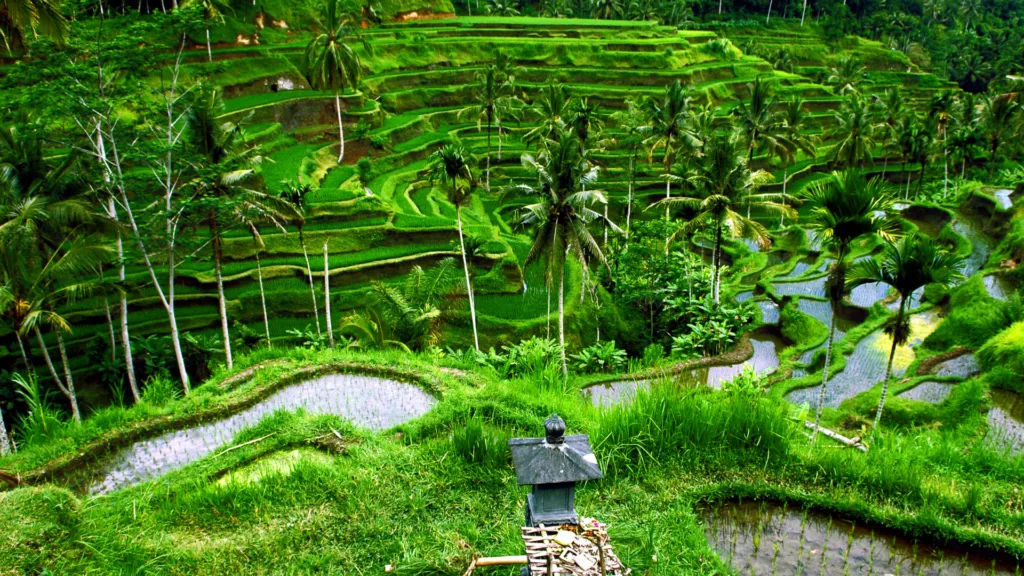 DENPASAR – UBUD — Bali y Komodo