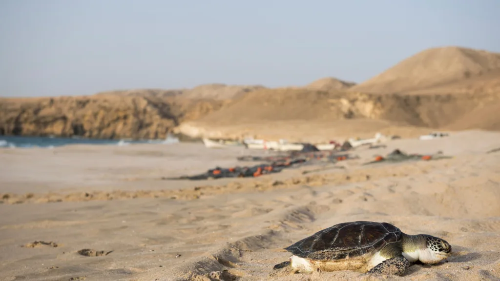 Reserva de Tortugas de Ras Al Jinz — Atrévete con Omán
