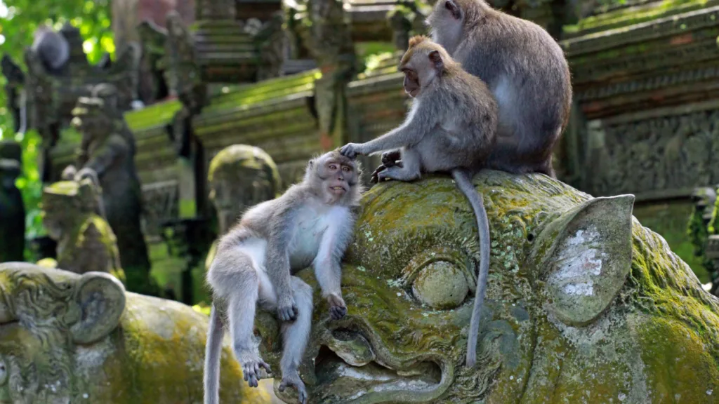 Bosque Sagrado de los Monos de Ubud — Bali en Familia