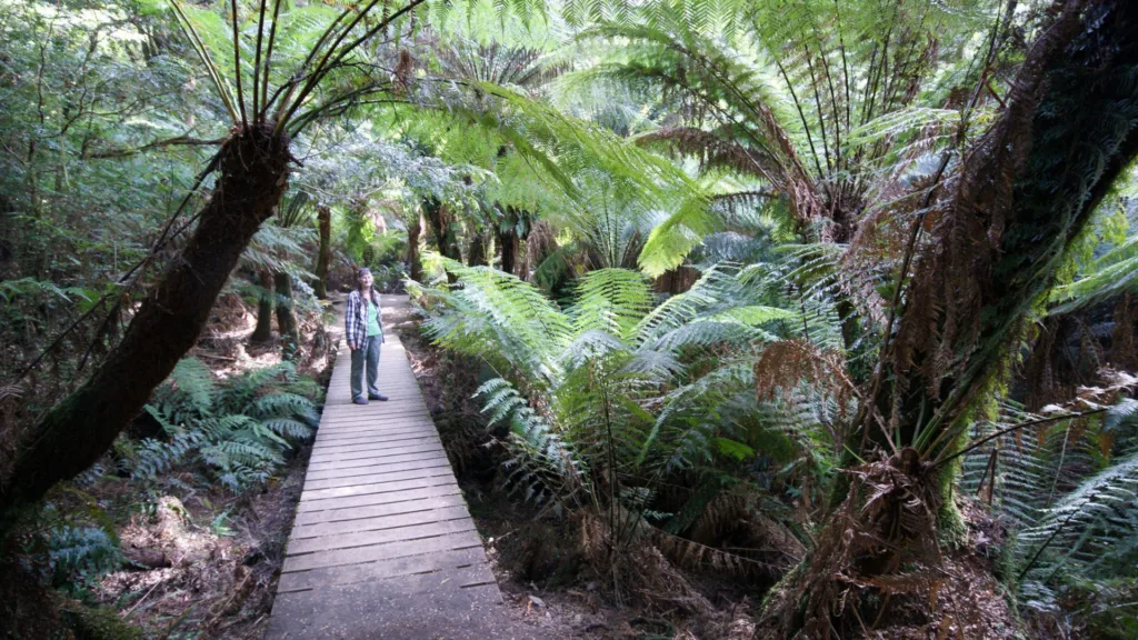 Great Otway National Park — Australia Fly & Drive
