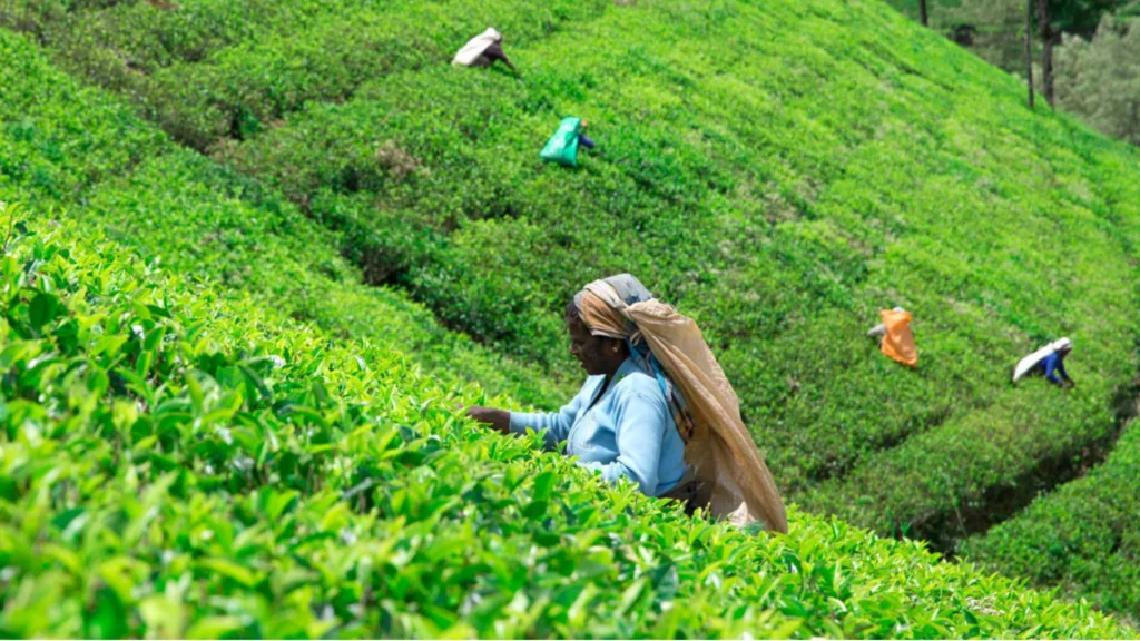 Nuwara Eliya — Explore Sri Lanka con playas Nordeste