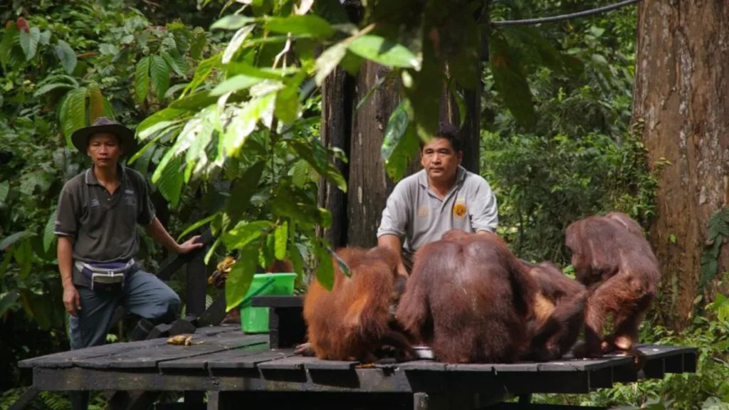 P.N. TANJUNG PUTTING – CAMP LEAKY — Indonesia Salvaje