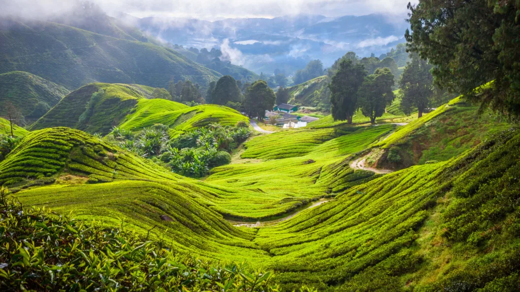 Cameron Highlands — Verano en Malasia con Islas Perhentian
