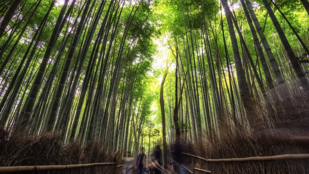 KYOTO — Japón por libre en bus