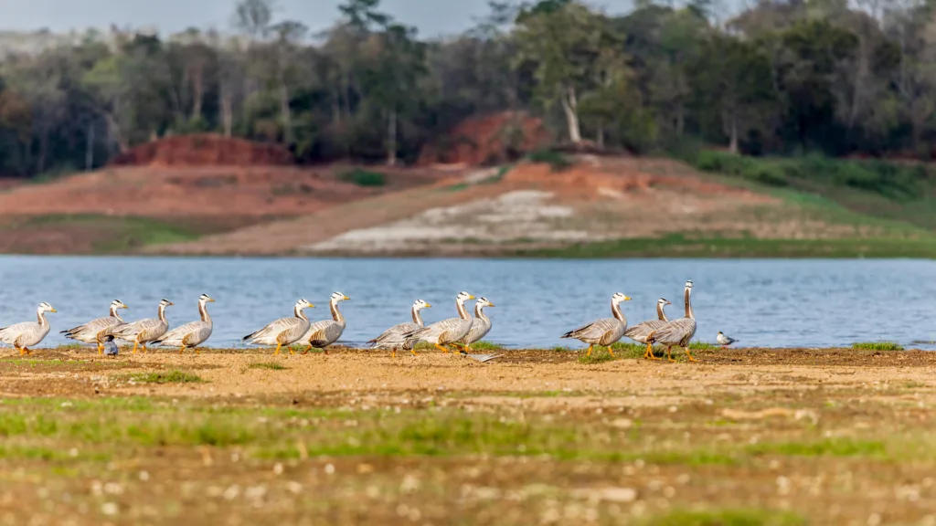 Parque Nacional de Satpura — India Parques Naturales