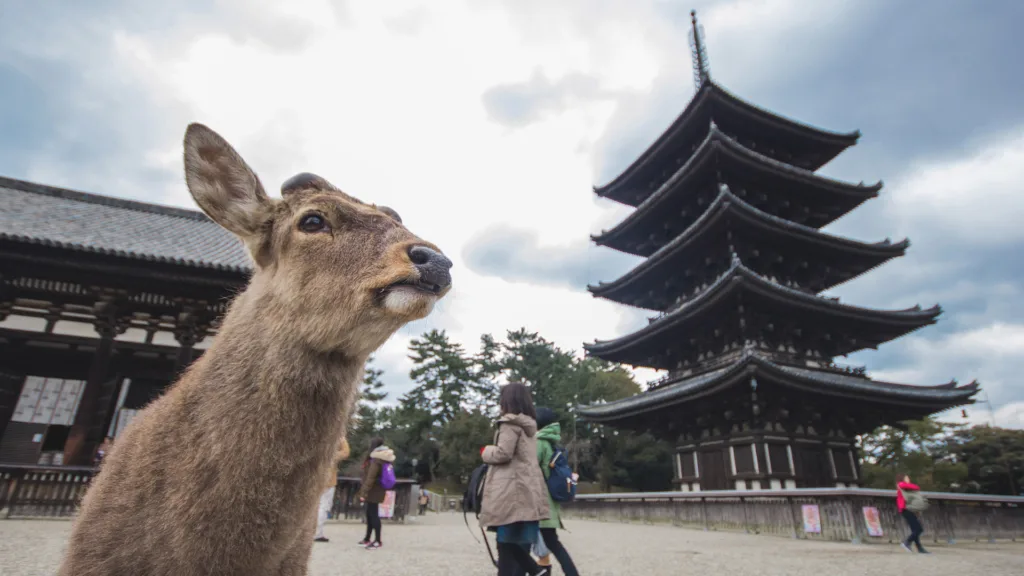 TOKYO – KYOTO – NARA – KYOTO — Japón: Camino de Kumano y Monte Koya