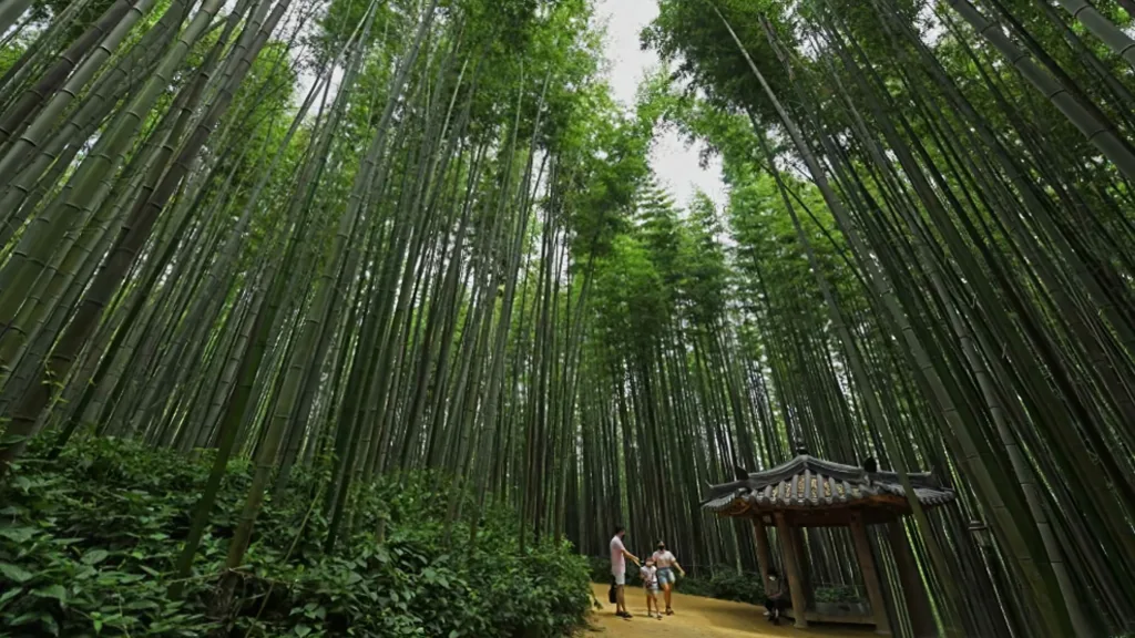 Bosque de Bamboo, Damyang — Corea del Sur al Completo en Privado