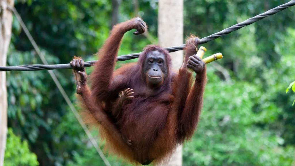 Fundación Orang Utan de Bukit Merah — El Corazón de Malasia y Borneo