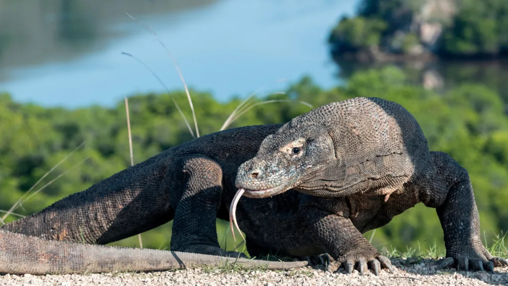 LABUAN BAJO – KOMODO – LABUAN BAJO — Bali y Komodo