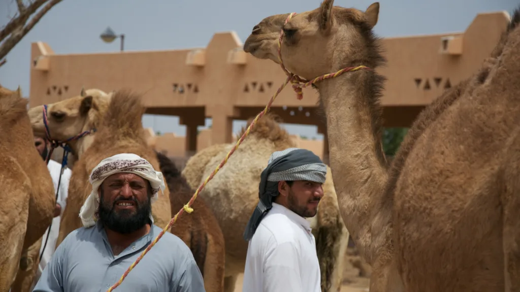 Mercado de Camellos, Al Ain — Viaje Entre Emiratos