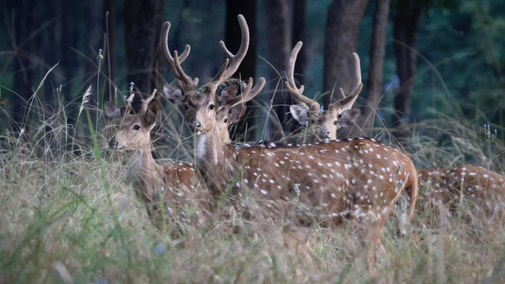 Parque Nacional Penchi — India Parques Naturales