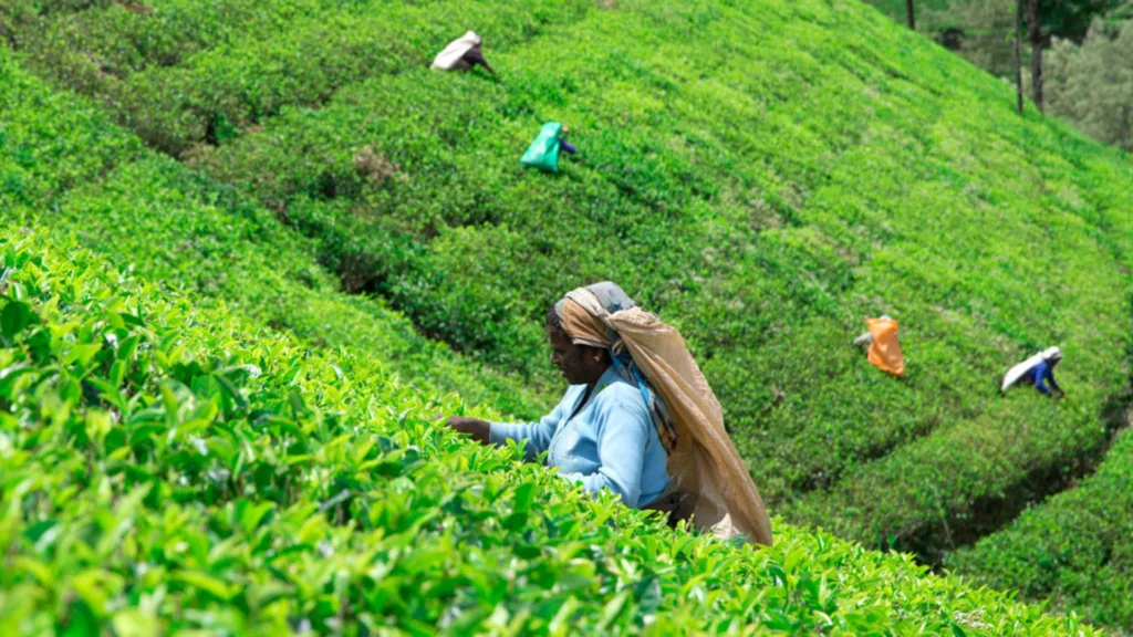Plantación de Te — Sri Lanka y Maldivas