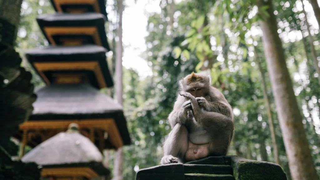 BANYUWANGI – IJEN – GILIMANUK - UBUD — Templos y Volcanes con Gili